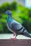 George Town Pigeon Club