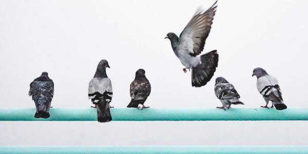 George Town Pigeon Club